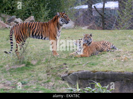 Weibliche Sumatra-Tiger (Panthera Tigris Sumatrae) mit ihren zwei 6 Monate alte Twin Welpen an Burgers Bush Arnheim Zoo, Niederlande Stockfoto