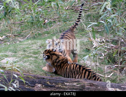 Sechs Monate alte Sumatra-Tiger Cubs (Panthera Tigris Sumatrae) spielen "und" rau-Gehäuse Stockfoto