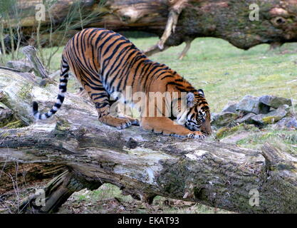 Weibliche Sumatra-Tiger (Panthera Tigris Sumatrae) kratzen am Stamm des Baumes im Zoo von Burgers' Bush Arnheim, Niederlande Stockfoto