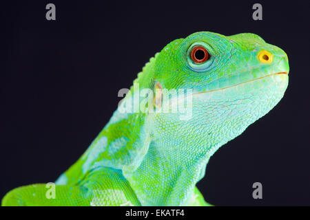 Der gebänderte Fidschi-Leguan (Brachylophus Fasciatus) ist endemisch auf den südöstlichen Fidschi Inseln. Stockfoto