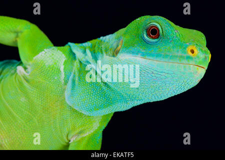 Gebänderten Fidschi Leguan (Brachylophus Fasciatus) Stockfoto