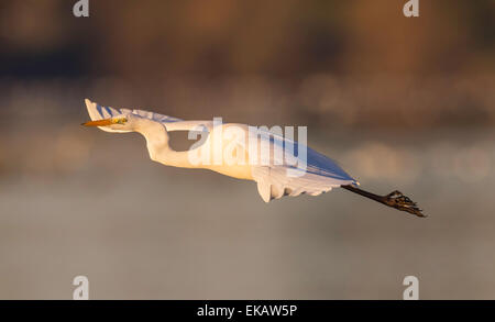 Ein Silberreiher fliegt über einen See in goldene Abendsonne. Dies ist ein seltener Vogel im Vereinigten Königreich. Stockfoto