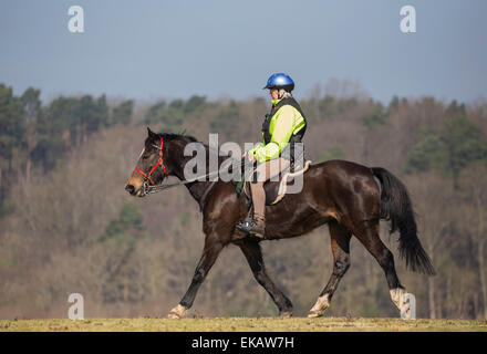 Eine alte Frau reitet ihr Pferd im New Forest National Park. Sie trägt einen Helm und hi Vis Jacke. Stockfoto