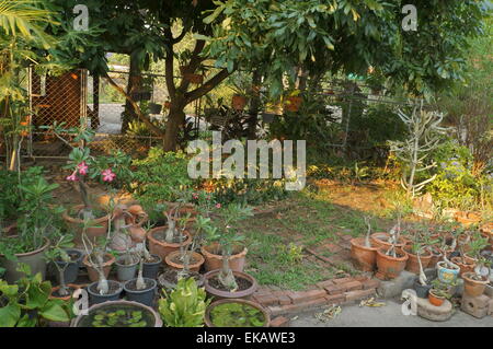 Baum alte Blatt grün Pflanze Natur Stockfoto