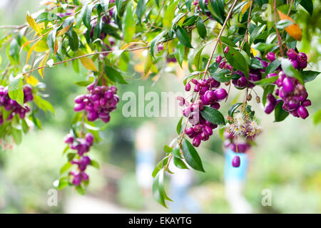 tropischen lila Beeren auf einen grünen Zweig Stockfoto