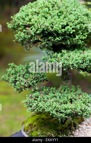 schöne Wacholder Bonsai in einem botanischen Garten Stockfoto