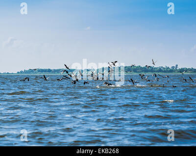 Eine Herde von Black-headed Ibis fliegen bei Thale Noi in der Provinz Phatthalung, Thailand Stockfoto