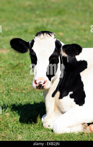 schwarze und weiße Kuh Stockfoto