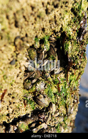 Leben Sie Muscheln wachsen auf einer hölzernen Buhne Meer Verteidigung am Ferring Strand Worthing Sussex UK Stockfoto