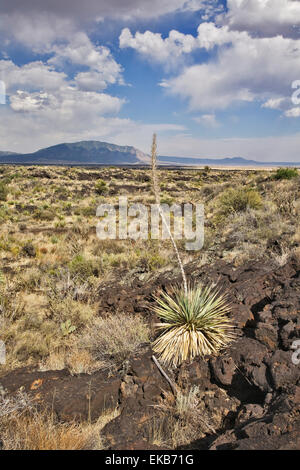 Sotol, Dasylerion Wheeleri, gehört zu der Dürre tolerant Wüstenpflanzen, das in den rauen Lavastrom lebt. Stockfoto