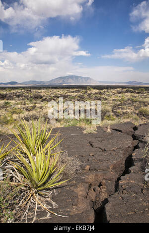 Eine stachlige Spanisch Bajonett Yucca, Yucca Baccatta, zielt darauf ab, die scharfen Spitzen Blätter himmelwärts im Tal der Brände State Park in Cariz ist Stockfoto