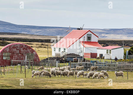 Schafe, die darauf warten, auf Long Island Schafhalter außerhalb Stanley, Falkland-Inseln, britische Übersee Protektorat geschoren werden Stockfoto