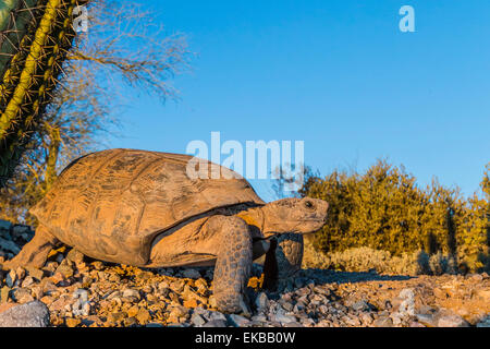 Erwachsenen Gefangenen Wüste-Schildkröte (Gopherus Agassizii) bei Sonnenuntergang an der Arizona-Sonora Desert Museum, Tucson, Arizona, USA Stockfoto