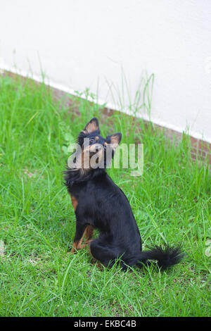 Porträt von schwarzen Russkiy Toy Terrier isoliert auf weiss Stockfoto