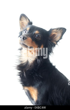 Porträt von schwarzen Russkiy Toy Terrier isoliert auf weiss Stockfoto