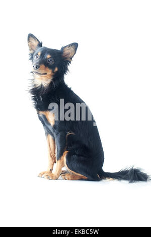 Porträt von schwarzen Russkiy Toy Terrier isoliert auf weiss Stockfoto