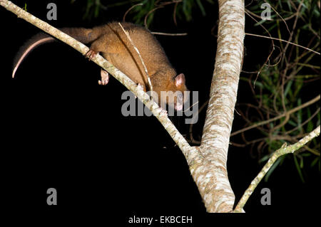 Kupferfarben Fuchskusu Possum, arboreal nächtlichen Regenwald Possum endemisch in Atherton Tablelands, Queensland, Australien Stockfoto