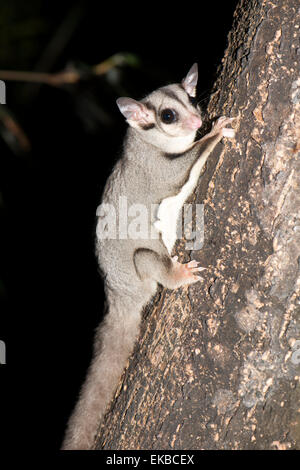 Sugar Glider, hat Potagium oder dünne Membran vom Handgelenk, Knöchel, so dass es zu gleiten für kurze Distanzen, Queensland, Australien Stockfoto