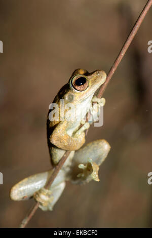 Nördlichen Laubfrosch (Roths Laubfrosch) Lachen (Litoria Rothii), Wet Tropics Regenwald Frosch. Queensland, Australien, Pazifik Stockfoto