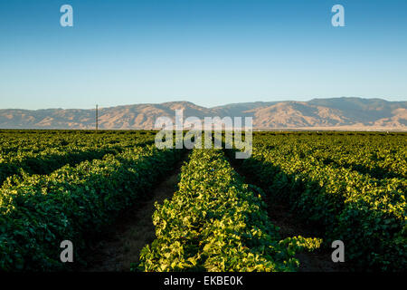 Weinberge in San Joaquin Valley, California, Vereinigte Staaten von Amerika, Nordamerika Stockfoto