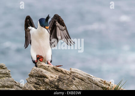 Erwachsenen imperial Shag (Phalacrocorax Atriceps) landet auf dem Nistplatz auf New Island, Falkland-Inseln, britische Übersee Protektorat Stockfoto