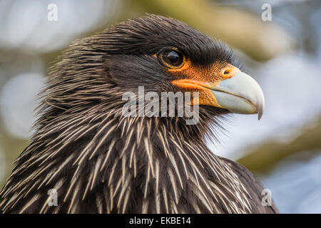 Erwachsenen gekerbter Karakara (Phalcoboenus Australis), lokal bekannt als einem Johnny Rook, Karkasse Insel, Falkland-Inseln Stockfoto