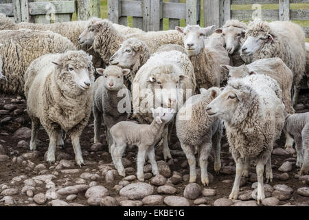 Schafe, die darauf warten, auf Long Island Schafhalter außerhalb Stanley, Falkland-Inseln, britische Übersee Protektorat geschoren werden Stockfoto