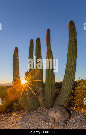 Erwachsenen Gefangenen Wüste-Schildkröte (Gopherus Agassizii) bei Sonnenuntergang an der Arizona-Sonora Desert Museum, Tucson, Arizona, USA Stockfoto