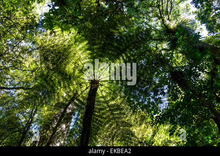 Üblicherweise als ponga Tree (maori Wort), das ist die berühmte Silver Fern oder cyathea Dealbata aus Neuseeland. Stockfoto