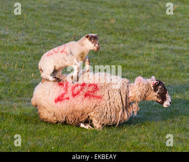 Ein Schaf, liegend, Schaf, stehend auf es in Swaledale, Yorkshire Dales, UK. 9. April 2015. Vor kurzem geboren Frühjahr Lamm Swaledale/Blau Leicester kreuz Nummer 202, auf Mom stehen, genießen Sie die frühlingssonne nach einer kalten Nacht in Middleham. Die hohe Identifikation der Rufnummer 202 schlug der Landwirt eine erfolgreiche lambing Saison gehabt hat, mit seinem späten Lämmer profitieren von der Verbesserung der Wetter- und wärmende Temperaturen. Stockfoto