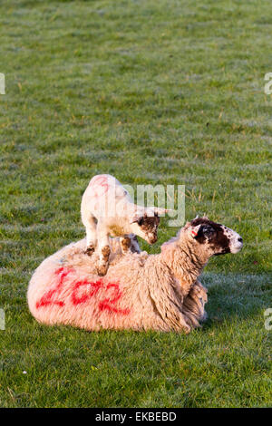 Swaledale, Yorkshire Dales, UK. 9. April 2015. Vor kurzem geboren Frühjahr Lamm Swaledale/Blau Leicester Kreuz, stehend auf Ewe, genießen Sie die frühlingssonne nach einer kalten Nacht in Middleham. Die hohe Identifikation der Rufnummer 202 schlug der Landwirt eine erfolgreiche lambing Saison gehabt hat, mit seinem späten Lämmer genießen die Verbesserung der Wetter- und wärmende Temperaturen. Stockfoto