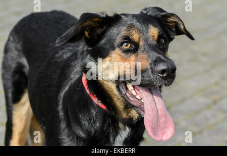 Black And Tan männliche Australian Kelpie (Hund), stehend mit der Zunge heraus. Stockfoto