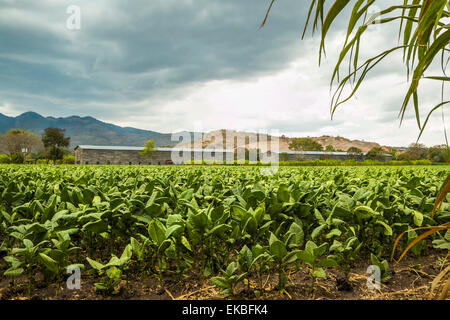 Bereich der Tabakpflanzen in ein wichtiges Anbaugebiet in der North West, Condega, Nicaragua, Mittelamerika Stockfoto