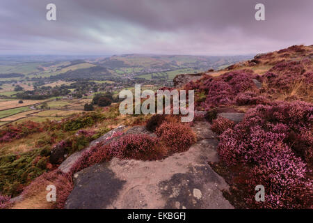 Heather Curbar hochkant in der Morgendämmerung mit Curbar und entfernten Calver Dörfern, Spätsommer, Peak District, Derbyshire, England, Europa Stockfoto