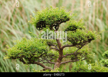 schöne Wacholder Bonsai in einem botanischen Garten Stockfoto