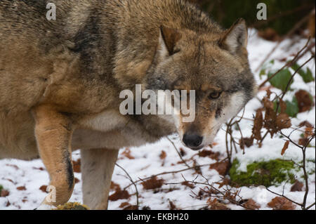 Grauer Wolf (Canis Lupus), Nationalpark Bayerischer Wald, Bayern, Deutschland, Europa Stockfoto