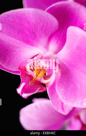 Rosa Orchidee auf schwarzem Hintergrund Stockfoto