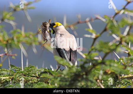 Ein afrikanischer Vogel bekannt als Flecht-Starling, Creatophora Cinerea auf einer Akazie mit einer Heuschrecke im Schnabel in Serengeti Na Stockfoto