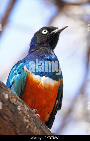 Ein bunter afrikanischer Vogel bekannt als superb Starling, Glanzstare Superbus, thront auf einem Baum im Serengeti Nationalpark, Tansania Stockfoto