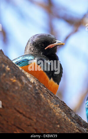 Ein afrikanischer Vogel bekannt als superb Starling, Glanzstare Superbus, sitzend auf einem Ast in Serengeti Nationalpark, Tansania Stockfoto