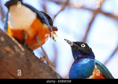 Zwei afrikanische Vogel bekannt als superb Starling, Glanzstare Superbus, Fütterung auf einem Ast in Serengeti Nationalpark, Tansania Stockfoto