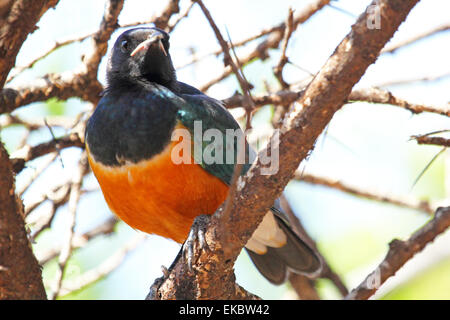 Ein afrikanischer Vogel bekannt als superb Starling, Glanzstare Superbus, sitzend auf einem Baum im Serengeti Nationalpark, Tansania Stockfoto