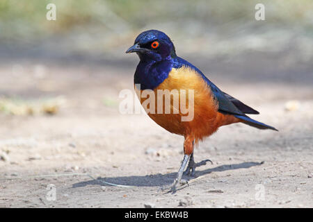 Ein bunter afrikanischer Vogel bekannt als superb Starling, Glanzstare Superbus, zu Fuß auf dem Boden im Serengeti Nationalpark, Tanza Stockfoto