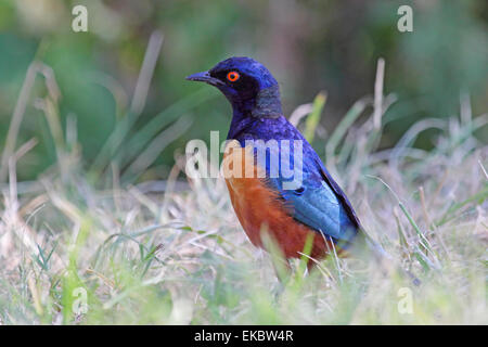 Ein bunter afrikanischer Vogel bekannt als superb Starling, Glanzstare Superbus, auf dem Rasen im Serengeti Nationalpark, Tansania Stockfoto