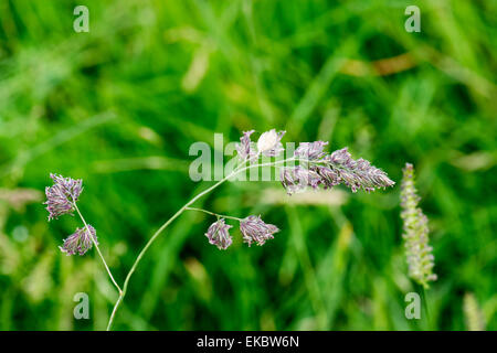 Cocksfoot Dactylis Glomerata, Cressbrook Dale NNR Peak District National Park Juni 2014 Stockfoto