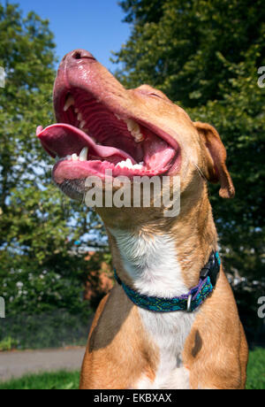 Hund hecheln mit Mund weit öffnen und Zunge raus Stockfoto