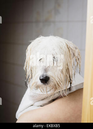 Coton de Tulear mit nassem Fell Stockfoto