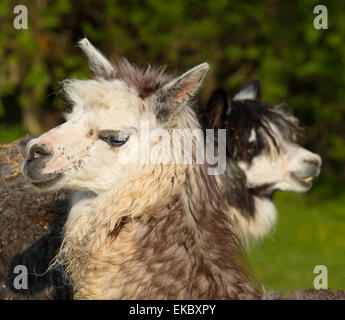 Zwei Alpakas im Profil mit Kopf und Gesicht, gleicht kleine Lama mit Mantel verwendet für Wolle und süßes Lächeln Stockfoto