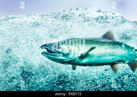 Unterwasser-Blick von Silberlachs (Oncorhynchus Kisutch) Schwimmen im Fluss, Juneau, Alaska, USA Stockfoto