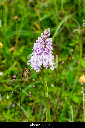 Gemeinsamen entdeckt Orchidee Dactylorhiza Fuchsii, Cressbrook Dale NNR Peak District National Park Juni 2014 Stockfoto